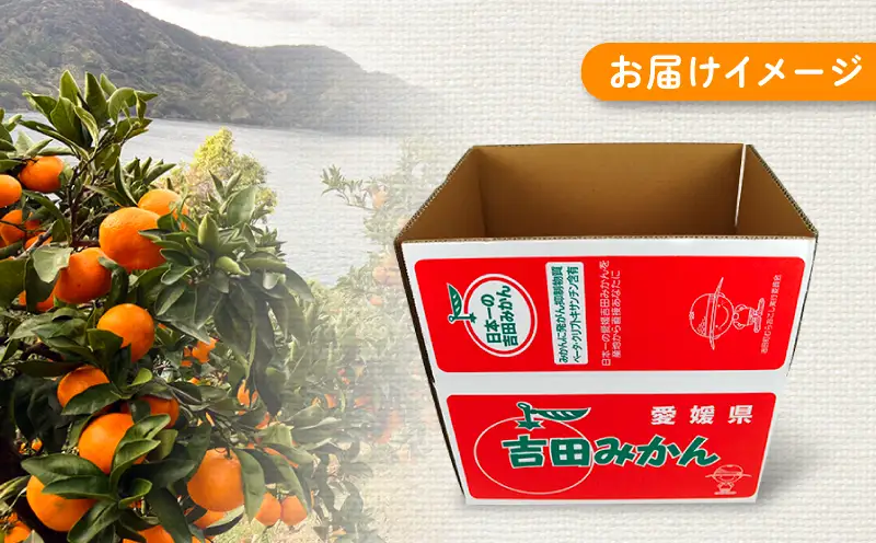 家庭用 南柑20号 約10kg まるはま農園 甘い 美味しい 先行予約 温州 みかん うんしゅう 温州みかん 愛媛ミカン 愛媛蜜柑 みかん 蜜柑 mikan 果物 くだもの フルーツ 柑橘 数量限定 産地直送 国産 愛媛 宇和島 B015-202001