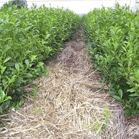 深蒸し掛川茶「一豊もてなし茶」100g×2袋　静岡の茶草場農法　掛川市日坂のお茶限定【配送不可地域：離島・沖縄県】【1091588】
