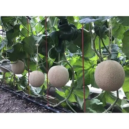 静岡県産　高級アローマメロン　白級　約1.4kg×6玉 2玉×3箱【配送不可地域：離島・北海道・沖縄県】【1133010】
