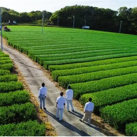 掛川市奨励品種さえみどり50g×2本 日本茶AWARD受賞茶園のお茶 静岡県掛川市 茶農家直送【配送不可地域：離島・沖縄県】【1601537】