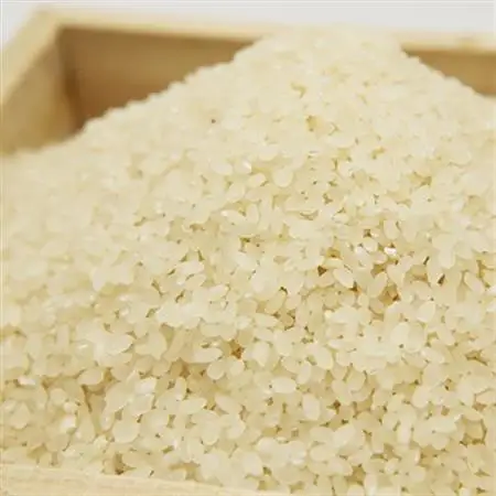 掛川産こしひかり 精米 5kg【配送不可地域：離島・沖縄県】【1692663】
