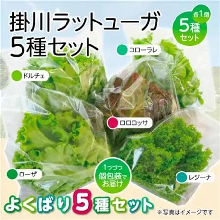 【5種×1株セット】湧き水で育ったこだわりリーフレタス「掛川ラットューガ」【配送不可地域：離島・北海道・沖縄県・四国・九州】【1694968】