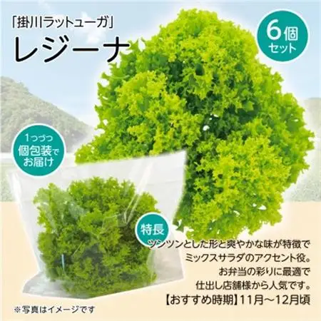 【こだわりの1種×6株】リーフレタス「掛川ラットューガ・レジーナ」【配送不可地域：離島・北海道・沖縄県・四国・九州】【1695451】