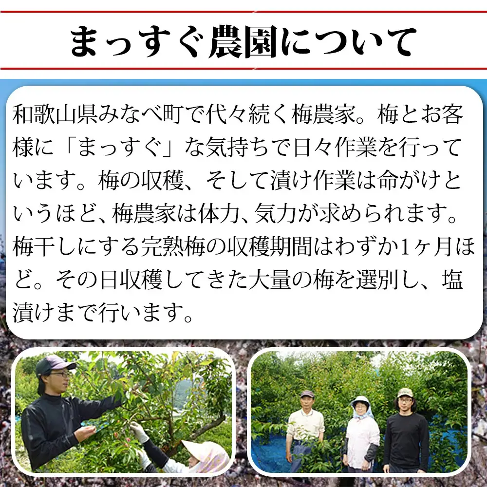 梅と塩だけのまっすぐな梅干し 1kg 塩分約20％｜昔ながらの製法 自家農園 和歌山みなべ町 梅干 白干し 梅 うめ 南高梅 紀州梅干 ギフト【masugu001A】