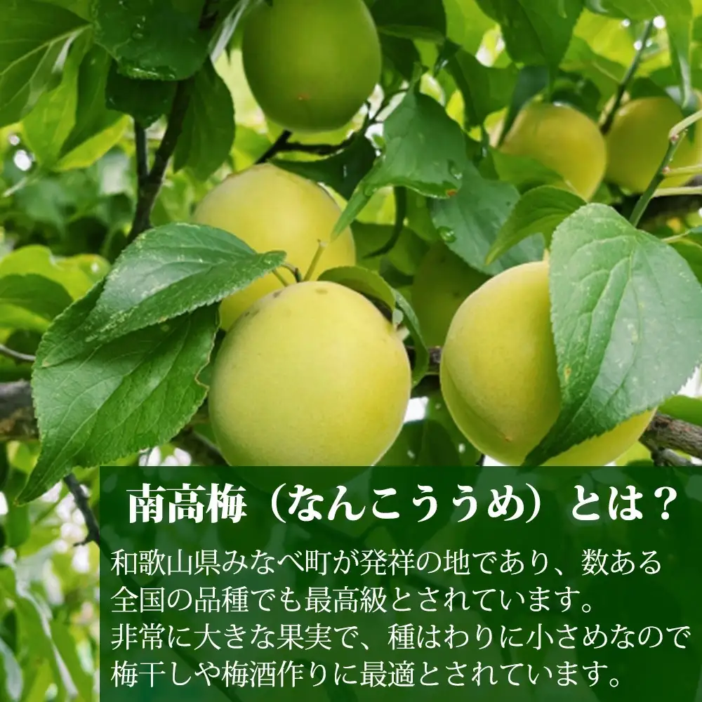 【はちみつ梅】紀州南高梅 塩分8％ はちみつ仕上げの梅干 「梅ほのか」 1kg  【wtgcnou001A】