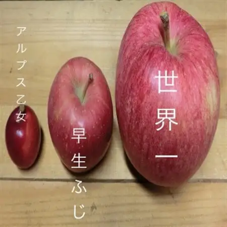 世界一りんご　家庭用　約3キロ　インパクトのある大きさ　農家直送青森りんご　多くが輸出用の希少品種【配送不可地域：離島】【1725214】