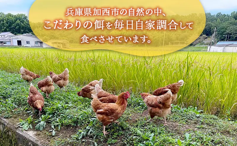 卵 "有無ファーム"のこだわり平飼い卵 30個(10個×3)パック(有精・無精卵各15個)Mサイズ以上 鶏卵 たまご 平飼い