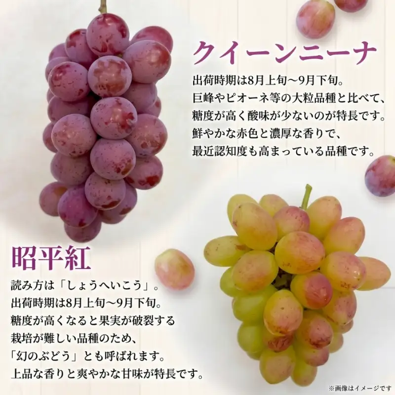 37品種からプロが厳選した「旬の宝石箱」大粒ぶどう詰合せ（シャインマスカット1房含む）約3kg（2026年先行予約 8月上旬～8月中旬発送分）