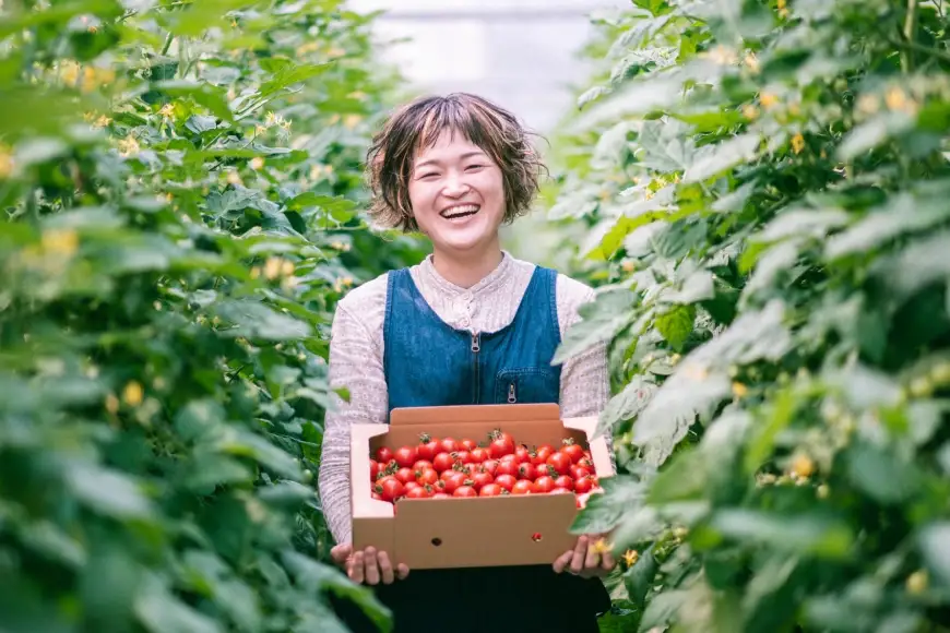 ミニトマトジュース MINITOMATO 100% JUICE 180ml 6本 1箱 [そのぎ茶深緑の里 tomattea 長崎県 東彼杵町 hs42bag570004]