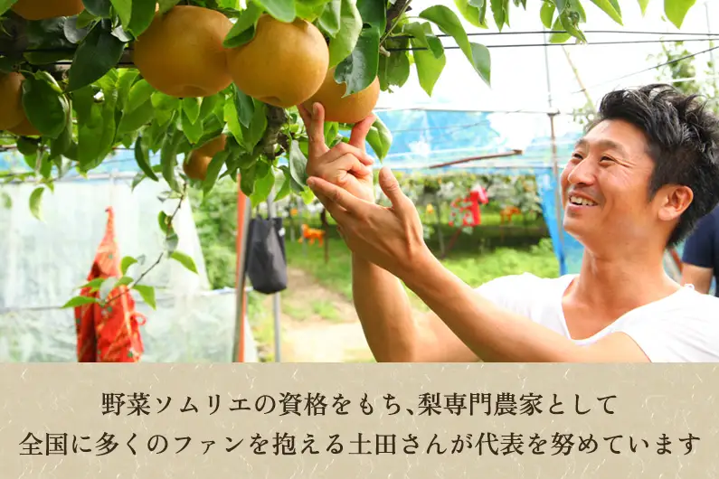【2026年先行予約】【家庭用】新潟県産和梨 あきづき 約3㎏（4～9玉）《9月中旬～順次出荷》 梨 あきづき