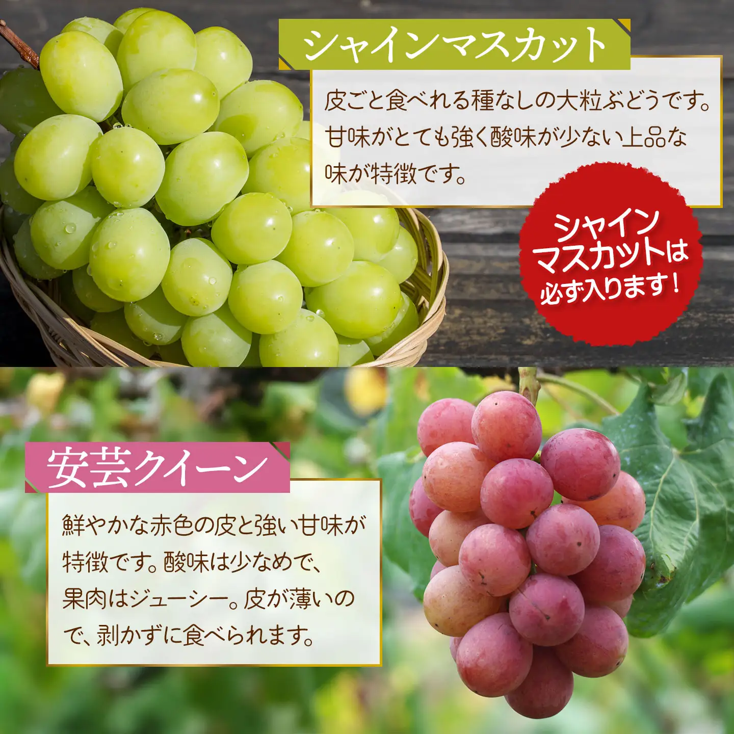 【令和8年産先行予約】 ぶどう詰め合わせ（品種おまかせ） 2kg（3～4房）　山形県鶴岡市　鶴岡中央青果　| ぶどう ブドウ 葡萄 果物 くだもの フルーツ 食べ比べ 2キロ 旬 期間限定 2026年産 人気 美味しい お取り寄せ 返礼品
