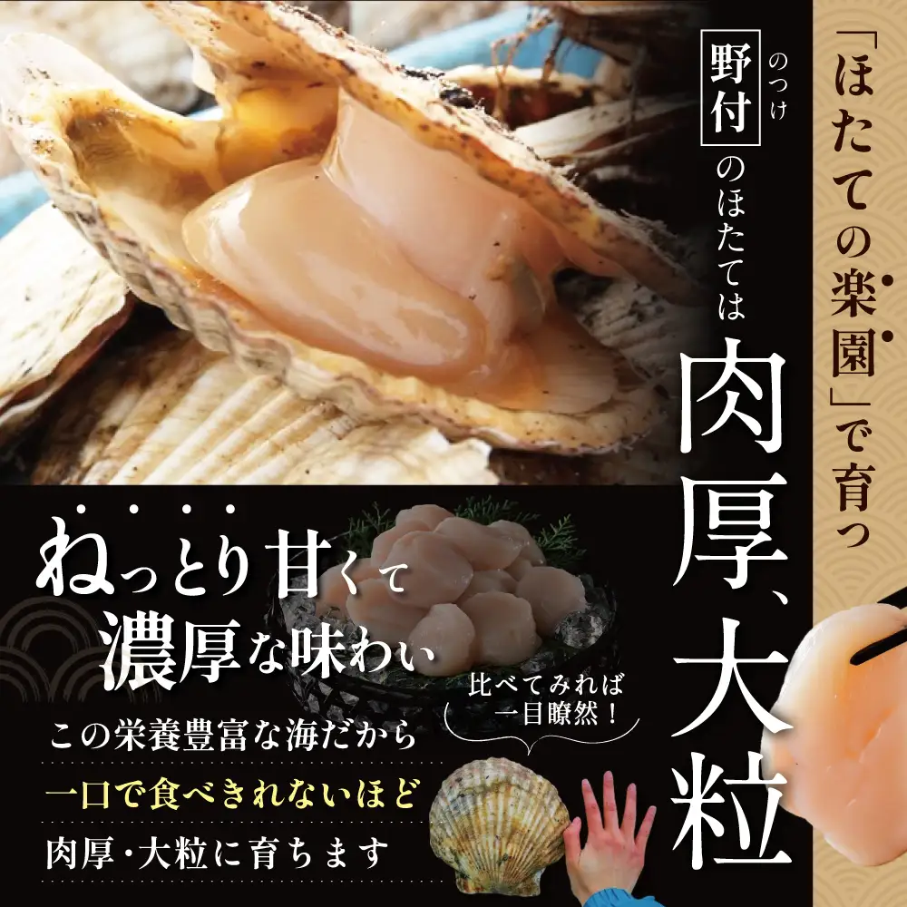 北海道野付産 特大ほたて 500ｇ 個包装（8〜10⽟前後）（LLサイズ）KN0000026