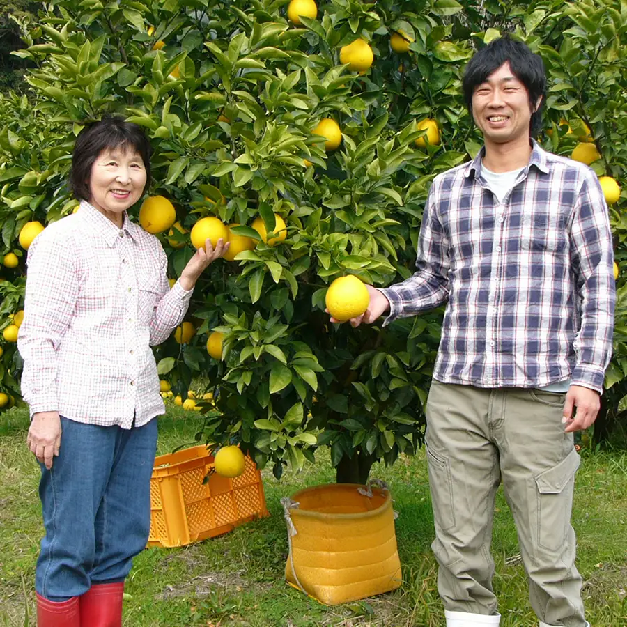 【訳あり】 河内晩柑 9kg (M～5L) 大容量 ばんかん 晩柑 夏文旦 家庭用 みかん 柑橘