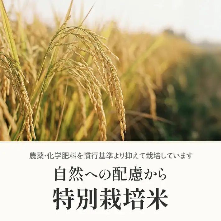 【定期便】庄内産特別栽培米つや姫5kg×5ヶ月連続下旬発送 計25kg(6月～10月) [1468T06]