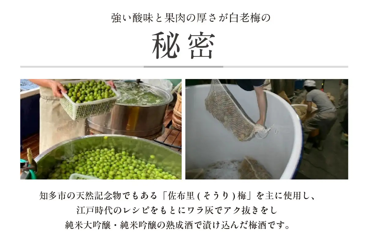 知多の梅酒「白老梅」純米吟醸　2本セット