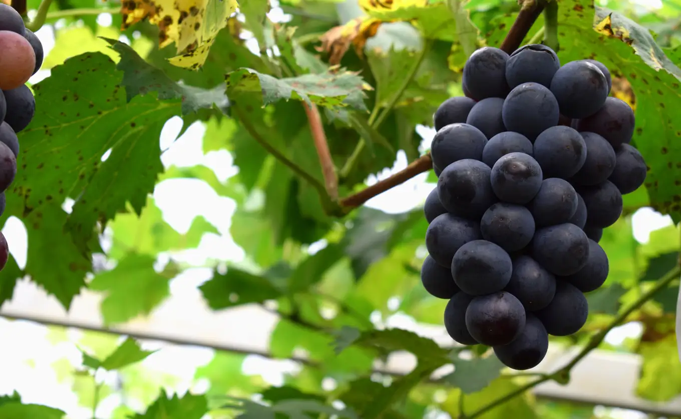 ぶどう 人気3種 詰め合わせ 2kg 朝採れ 旬 ブドウ 葡萄 果物 フルーツ 冷蔵 贈答 ギフト