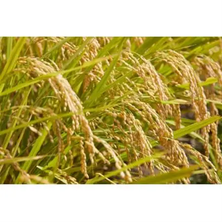 令和7年産　山形県産　つや姫　無洗米　4kg【1729420】