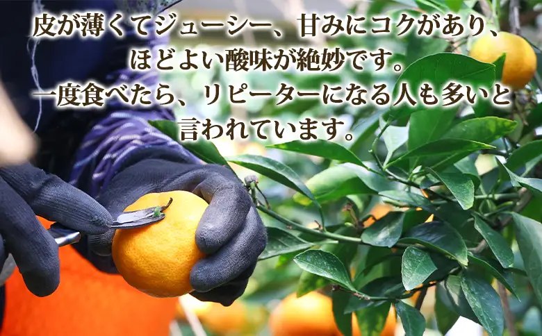 【2回定期便】山北温室みかん 2.5kg 定期便 Wku-0061