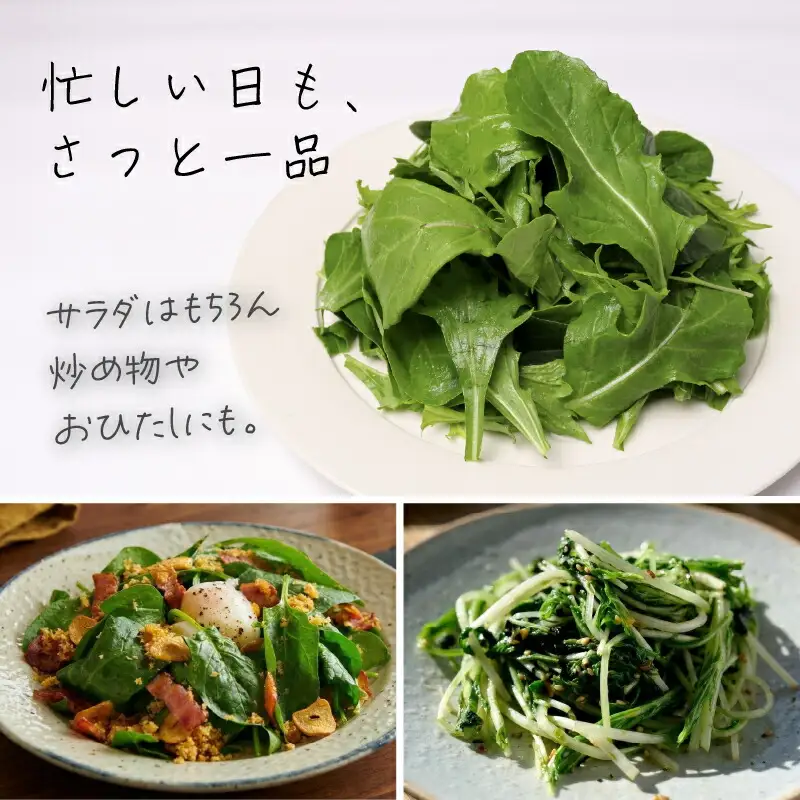 3種ミックス ルッコラ ほうれん草 みずな サラダセット | 水菜 ほうれんそう 水耕 栽培 新鮮 葉物 野菜 ドレッシング 南国市