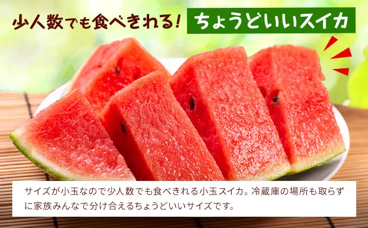 【先行予約】小玉スイカ 3～5玉 約4.5kg 日本フルーツ株式会社 《4月下旬-7月下旬頃出荷》 こだますいか 西瓜 すいか フルーツ 果物 くだもの 旬 熊本県 菊池市 熊本県産 くまもと