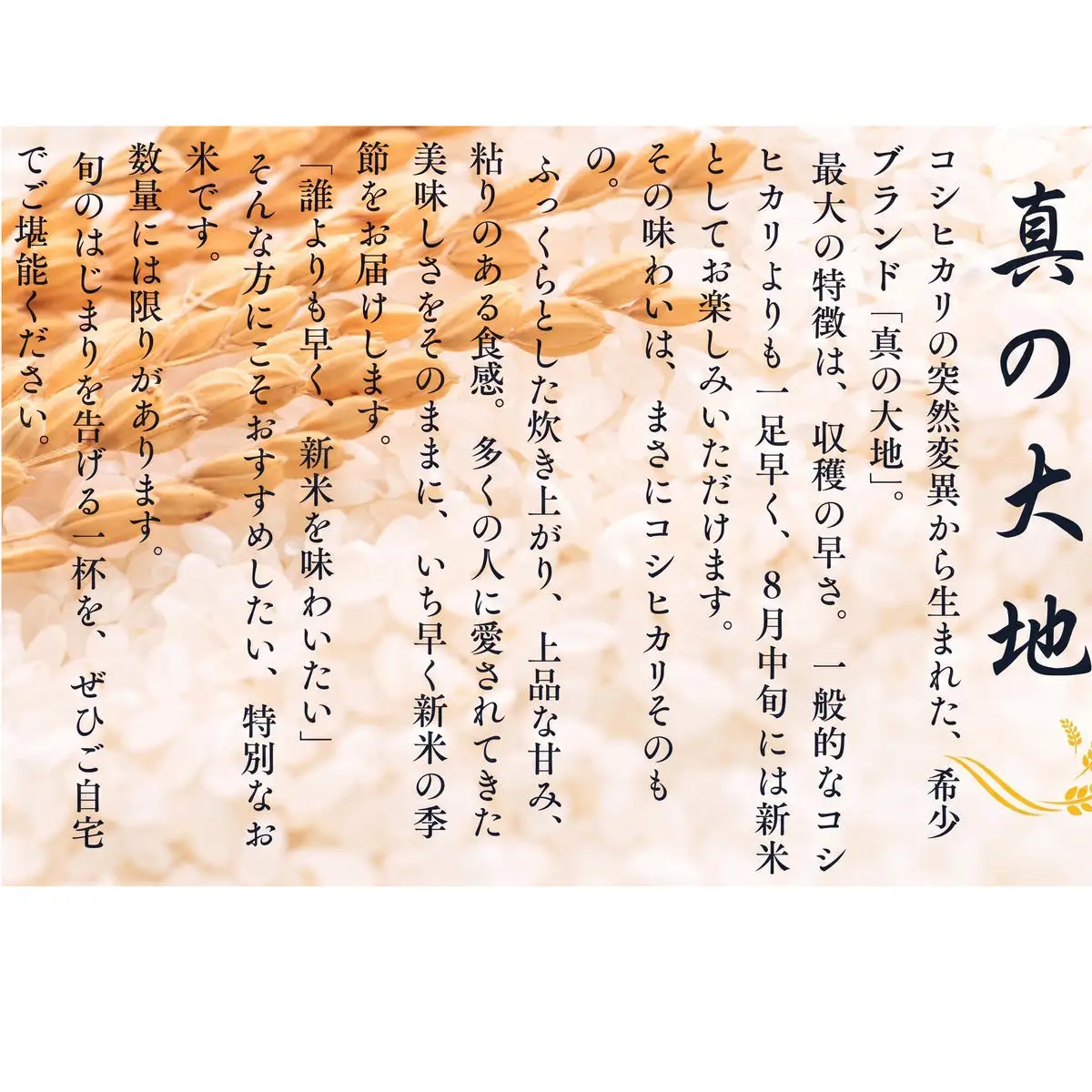 【令和8年産新米 予約】 京都丹波産 コシヒカリ 真の大地 10kg