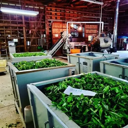 【母の日ギフト】相模湾を望む畑より柑橘農家のマーマレード3種セット＆初摘み新茶2袋をお届け!【配送不可地域：離島・沖縄県】【1728332】