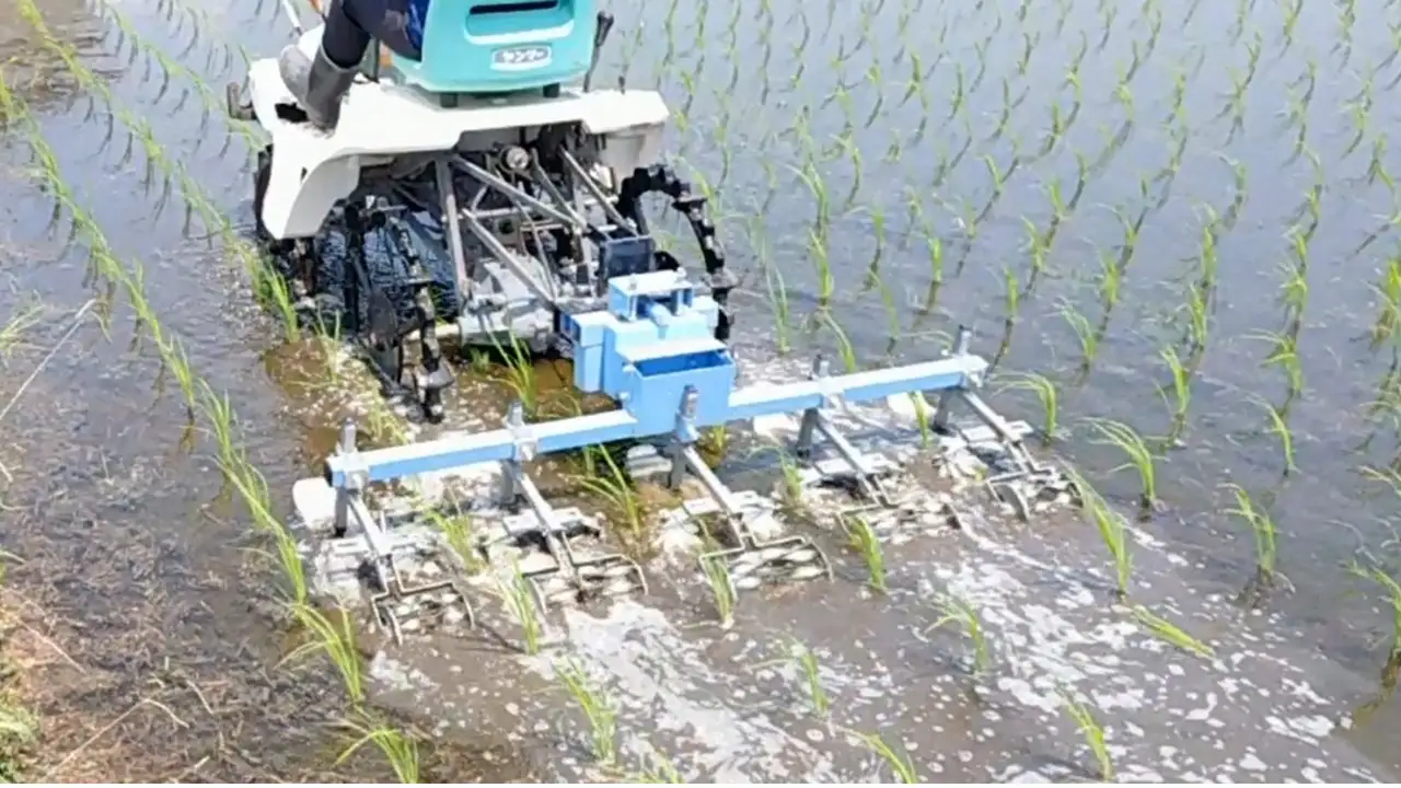 栽培期間中農薬・肥料不使用で作った朝日米 精米5kg 粟屋農場 山口県 防府市 B-B04 精米 朝日米 5kg 栽培期間中農薬不使用 肥料不使用 無農薬 自然栽培 在来種 希少米 佐波川