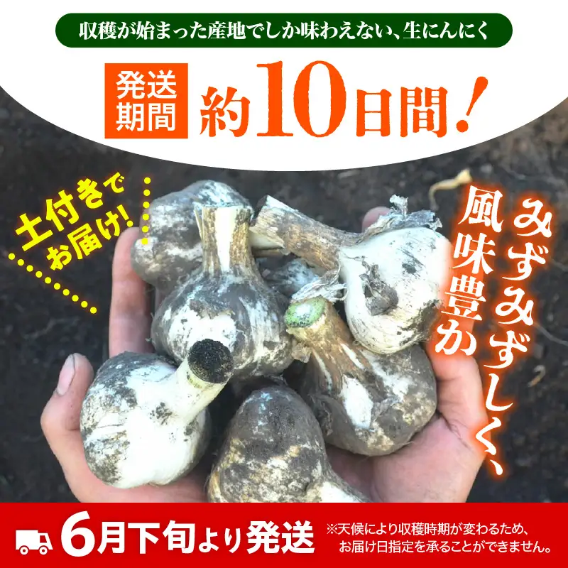 にんにく　生にんにく3kgＭＬサイズ混合土つき2026年6月下旬～発送