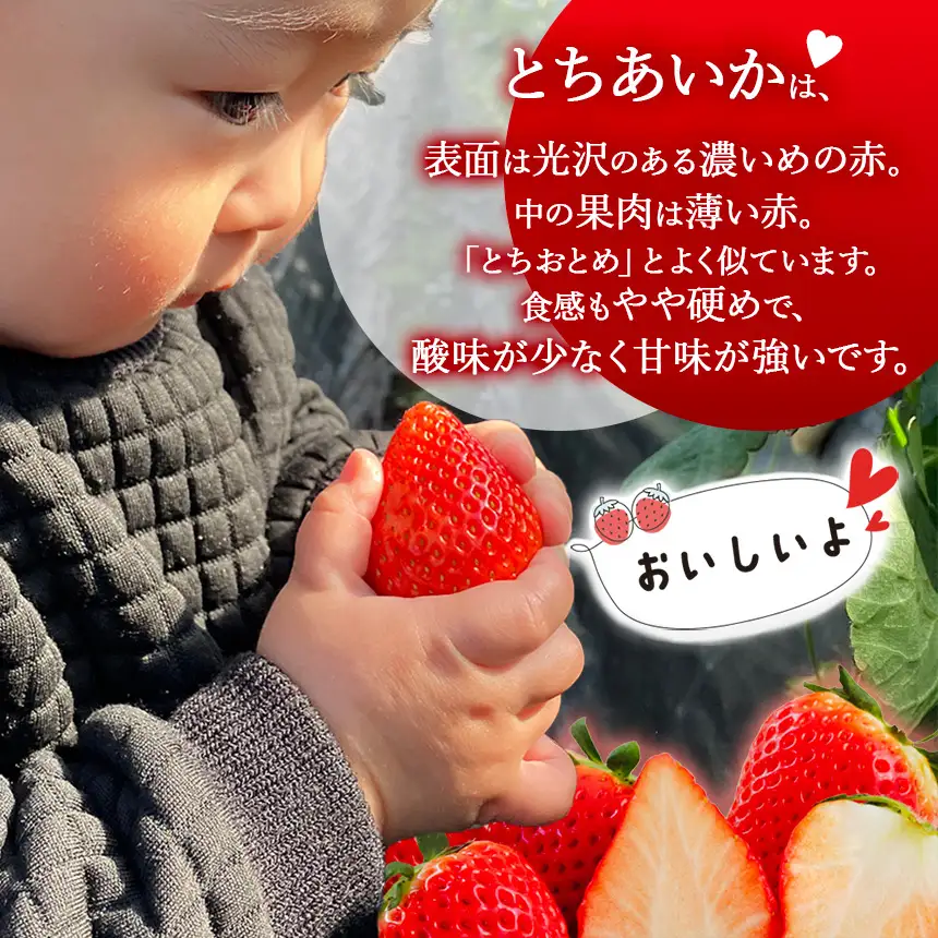 【2027年先行予約】1月発送 鮮度抜群！朝採れ旬のとちあいか 約1500g以上 真岡市 栃木県 送料無料