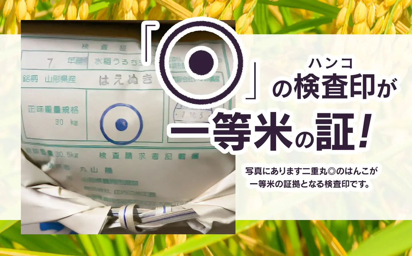 【令和7年産】はえぬき 精米 10kg (5kg×2袋)　山形県鶴岡市　庄内丸山農場　| 10キロ 米どころ 庄内米 ブランド米 米 コメ こめ 精米 ご飯 ごはん 美味しい お取り寄せ 農家直送 お弁当 おにぎり 東北 国産 おすすめ 人気 返礼品