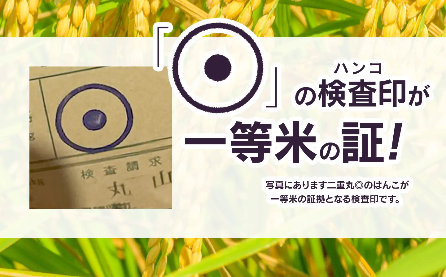 【令和7年産】にじのきらめき 精米 5kg　山形県鶴岡市　庄内丸山農場　| 5キロ 米どころ 庄内米 ブランド米 米 コメ こめ 精米 ご飯 ごはん 美味しい 大粒 お取り寄せ 農家直送 お弁当 おにぎり 東北 国産 おすすめ 人気 返礼品