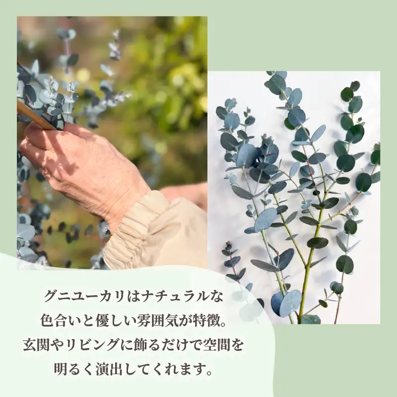 フレッシュ グニユーカリ スワッグ / 約30cm 約30本 | 【2026年9月上旬頃より順次発送予定】ユーカリ ゆーかり 【KNN009】