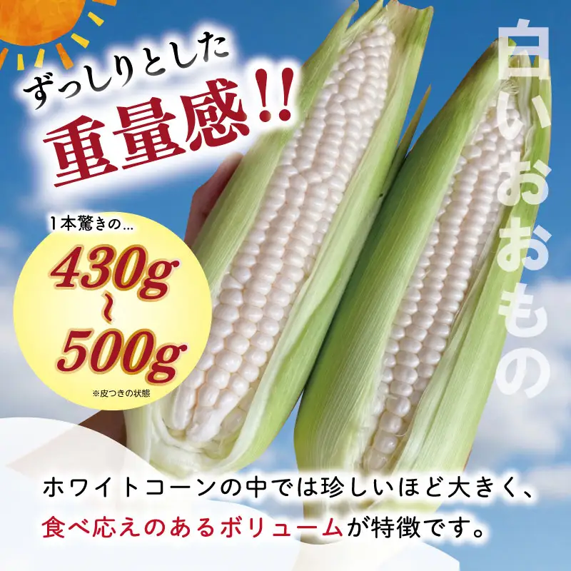 北山さんちの新鮮とうもろこし 白いおおもの 14～16本 kn3