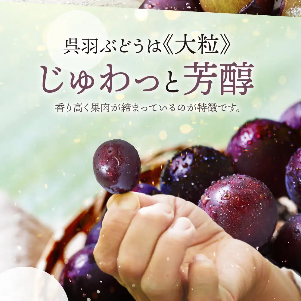 【先行予約】呉羽ぶどう　シャインマスカット＆ピオーネセット（各１房 計約1～1.2kg）
