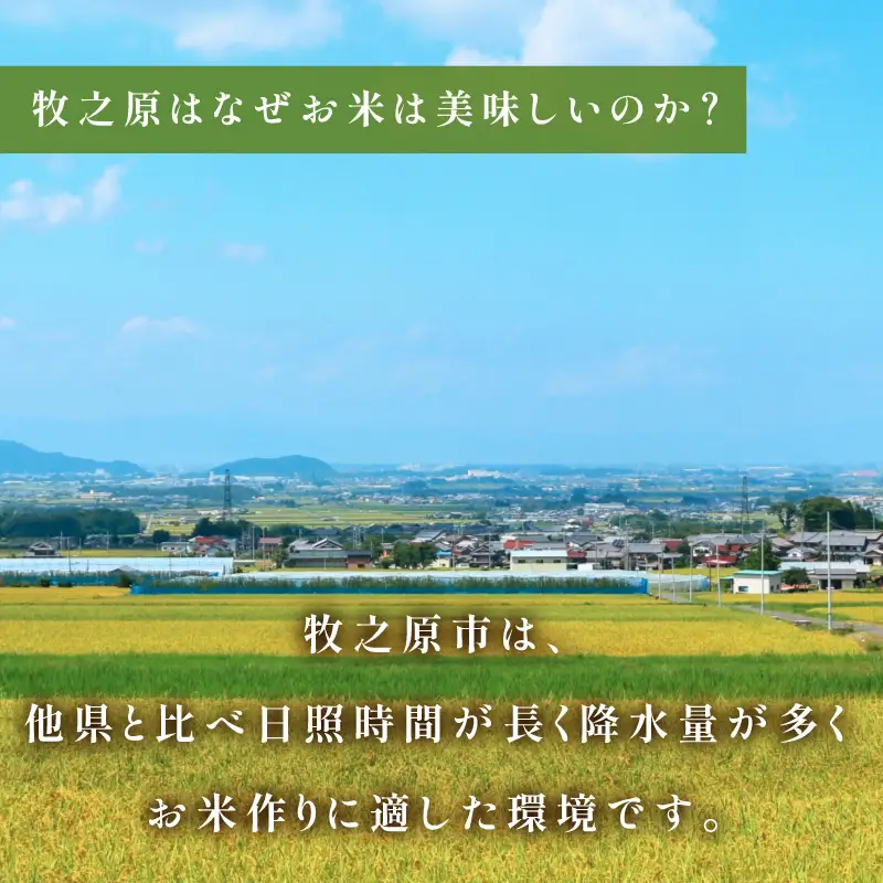 【事前受付 国産 コシヒカリ】定期便3ヶ月 令和8年度産 5kg 白米 お米 タタラ商店 静岡県 牧之原市