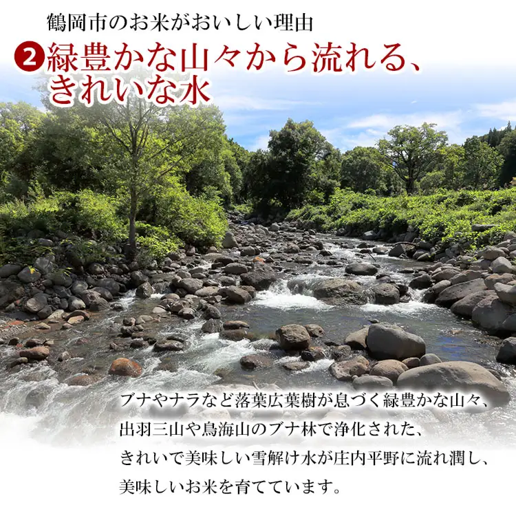 【令和7年産】 ササニシキ 精米 15kg (5kg×3袋)　山形県 庄内産　米食味鑑定士お薦め　| ささにしき 15キロ 米 お米 コメ 白米 食品 ご飯 ごはん 美味しい おいしい ブランド米 おすすめ 人気 山形県 鶴岡市 東北 国産 お取り寄せ 返礼品