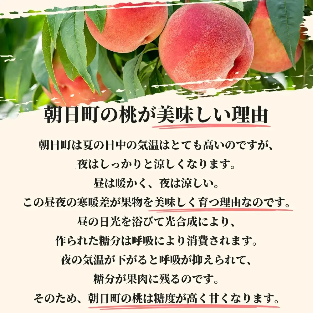 白桃 【 ご家庭用 訳あり 】 2kg 【2026年8月中旬発送】山形県 朝日町産 農家直送 山形産 家庭用 もも モモ 桃 ピーチ 果物 フルーツ 夏