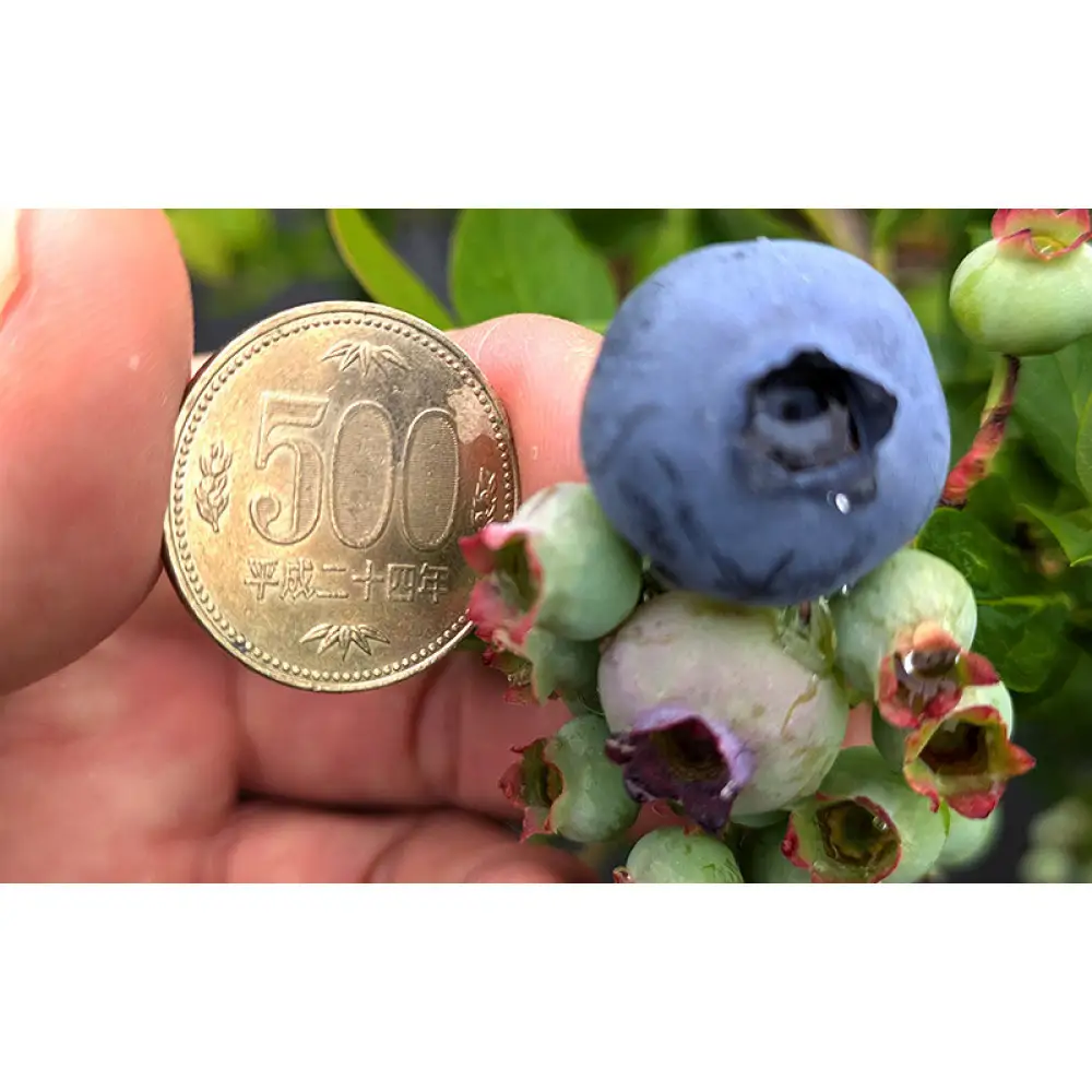 ブルーベリーミックス500g(125g×4パック) | ブルーベリー 冷凍フルーツ スイーツ 健康