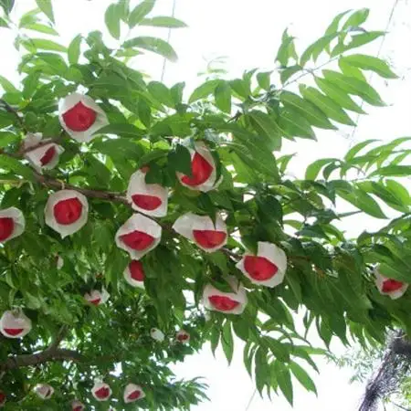 【2026年先行・8月中旬発送】　スイートネクタリン　約2kg(6～12個)【配送不可地域：離島・北海道・沖縄県・中国・四国・九州】【1730944】