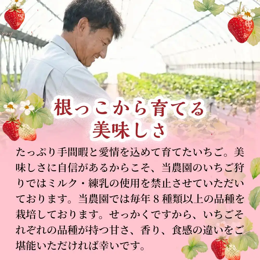 【濃厚ミルク感と果実の甘み】いちごミルクアイス 10個 いちご いちごミルク アイス 果物 フルーツ 大粒 濃厚 産地直送  ギフト 贈答用 兵庫県 福崎町
