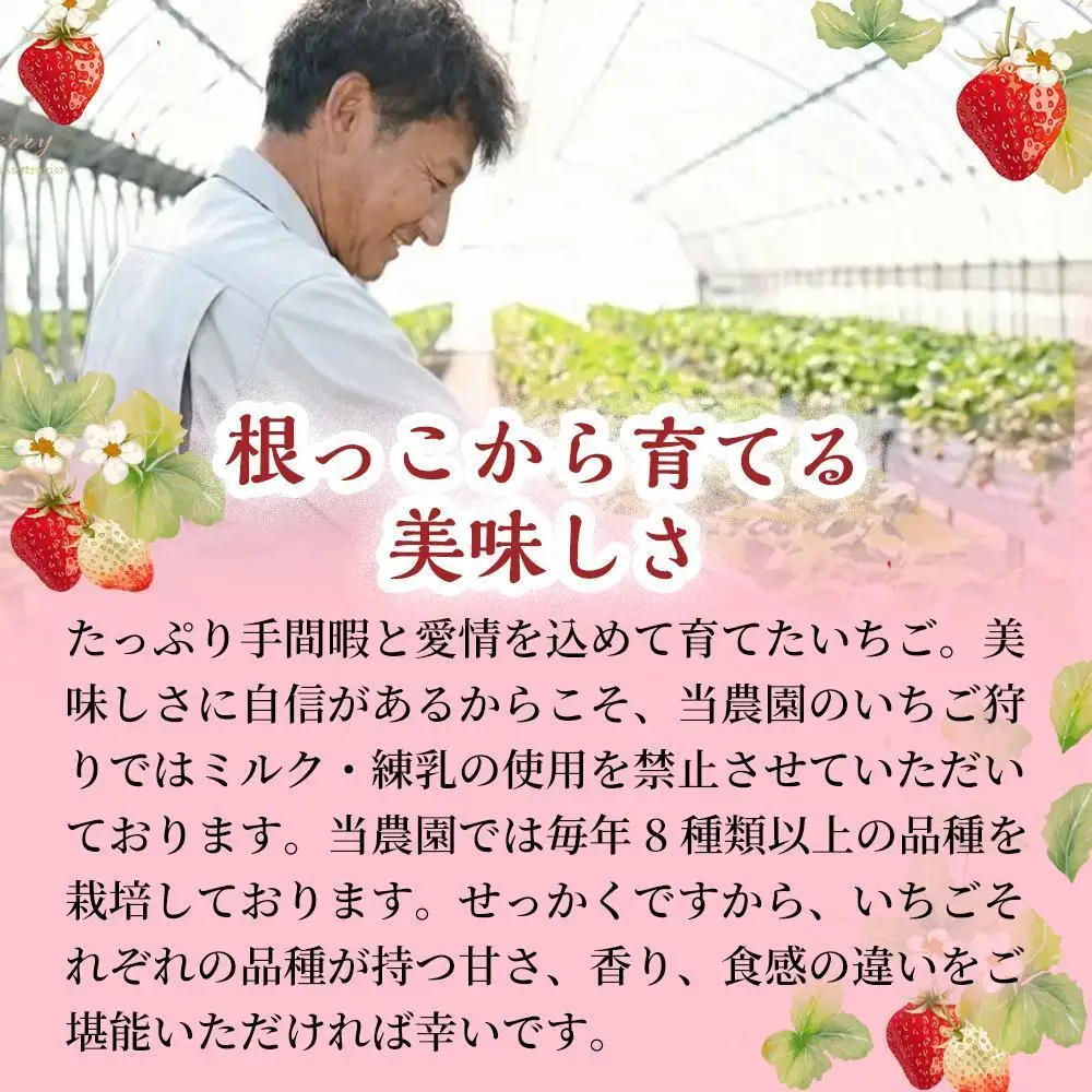 【定期便6回】【濃厚ミルク感と果実の甘み】いちごミルクアイス 10個 いちご いちごミルク アイス 果物 フルーツ 大粒 濃厚 産地直送  ギフト 贈答用 兵庫県 福崎町