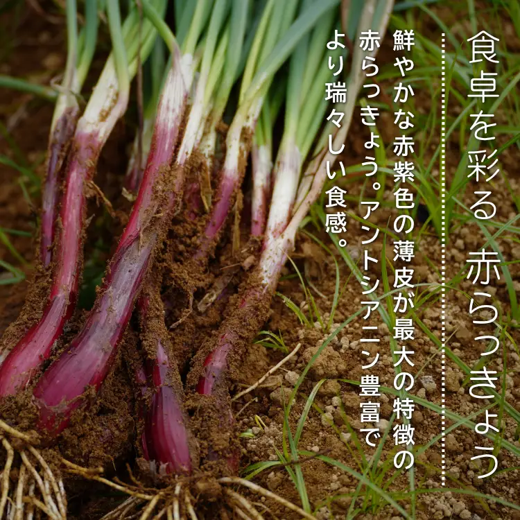 赤＆白 有機 オーガニック らっきょう 詰合せ セット  誠農園 ( 種子島  JAS 根つき 生らっきょう) 2kg　NFN673【400pt】 // 有機栽培 オーガニック 安心 安全 栄養価が高い 健康食材 甘酢 キムチ等の漬物 天ぷら 