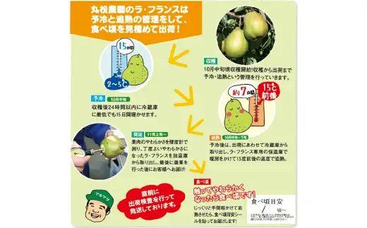 【先行予約】ラ・フランス 洋梨 ラフランス 5kg 特秀品 桐箱入 令和8年産 2026年産 果物 mm-latsk5000