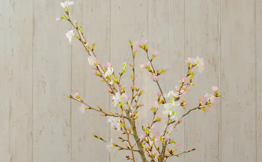 ≪12月下旬お届け≫山形県 新庄市産 啓翁桜 切り花（約80cm×10本程度） 2026年12月下旬から順次発送 新年 新春 元旦 正月 飾り 年末 年内 桜 さくら 植物 花 贈答 贈り物 ギフト プレゼント 自宅 家庭 F3S-2708