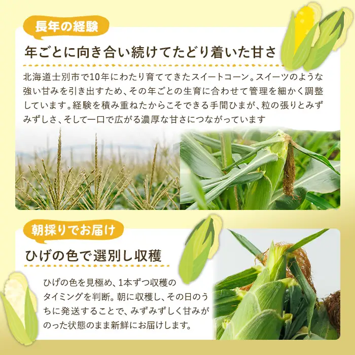 ホワイトスイートコーン 雪の妖精 (10本)【2026年7月下旬以降発送予定】 北海道産 北海道 士別市 とうもろこし スイートコーン とうきび 野菜 産地直送 新鮮野菜 【おがた農園】【A7146】