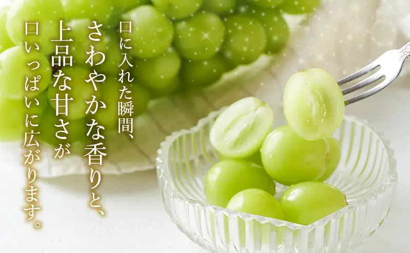 【2026年8月より順次発送】 シャインマスカット 約300g×2パック（計約600g） 合わせ房 若手農家応援 ぶどう ブドウ マスカット 果物 くだもの 旬のフルーツ 旬の果物 季節のフルーツ 季節の果物 静岡 浜松市