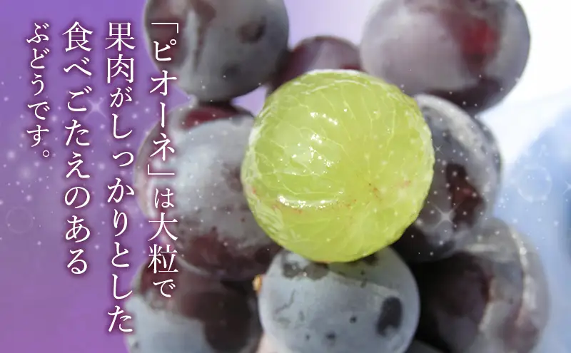 【2026年8月より順次発送】 ピオーネ 約300g×4パック（計約1200g）合わせ房 若手農家応援 ぶどう ブドウ 果物 くだもの 旬のフルーツ 旬の果物 季節のフルーツ 季節の果物 静岡 浜松市