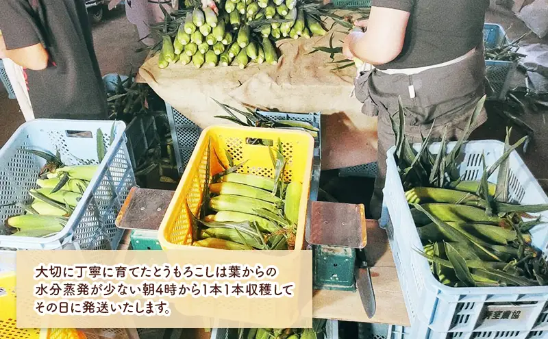 北海道 幕別町産 中山農園 朝どれ とうもろこし 3種 15本 （1本350g以上） [ 北海道産 スイートコーン 野菜  十勝 幕別 新鮮 テレビで紹介 ] 