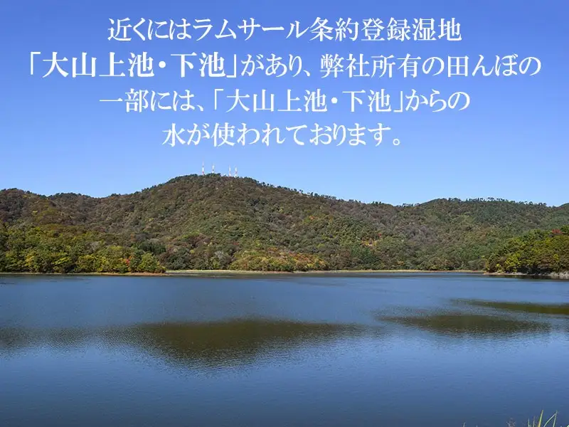 【令和7年産】 馬町さくらファームの雪若丸 無洗米 5kg（5kg×1袋）　山形県鶴岡市　K-731　| 米 ゆきわかまる お米 5キロ コメ こめ ご飯 ごはん ブランド米 米どころ 庄内米 国産 美味しい お取り寄せ 農家直送 お弁当 おにぎり おすすめ 人気 返礼品