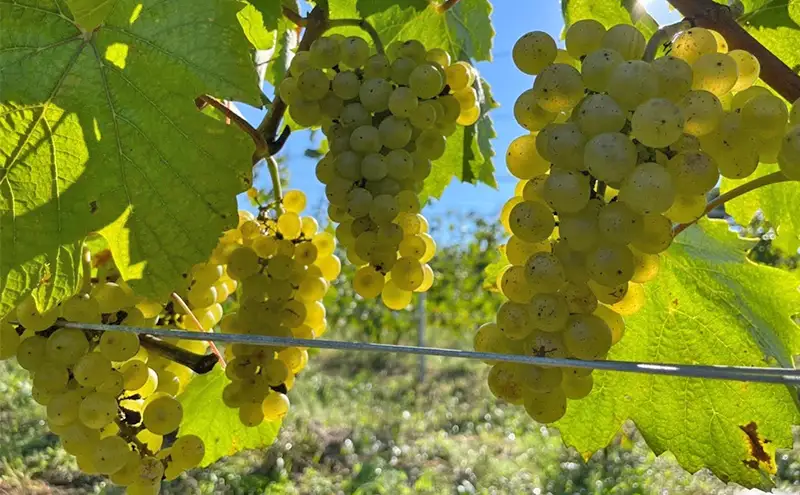 2023 Sur la colline Red blend　信州　小諸市ワイン　赤ワイン　Greve.t　KomorokkoFarm&Winery
